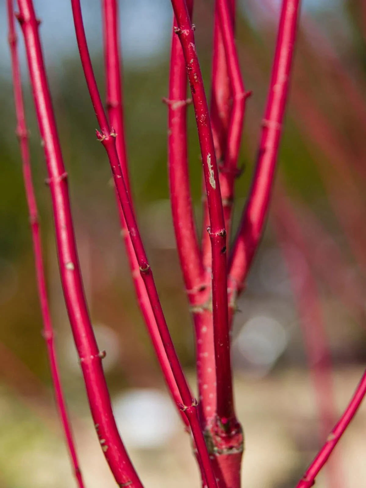 Dogwood Cuttings - 2 Red, No Roots, Easy to Grow, Vibrant Red Bark - Cornus florida