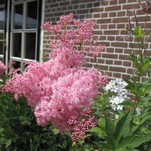 Rare Queen of The Prairie Seeds - 15 Seeds - Filipendula rubra - Native Wildflower for Garden and Landscape
