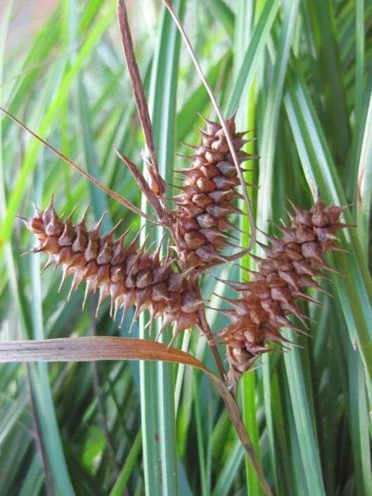 Deflexed Bottle Brush Sedge Seeds - 50 Seeds - Carex retrorsa - Native Wetland Plant for Landscaping and Erosion Control