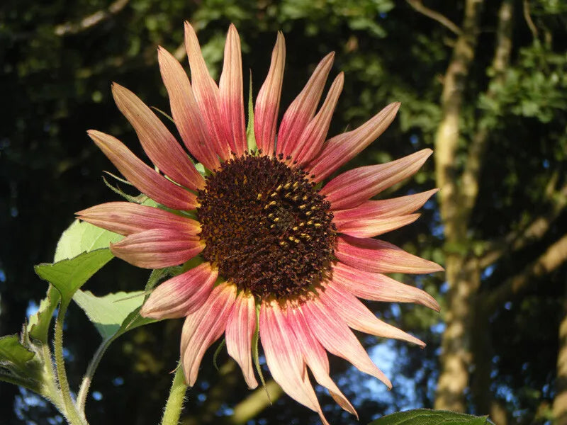 Sunflower Seeds - Indian Blanket Wildflower - 25+ Pack - Annual - USA Seller - Free Shipping