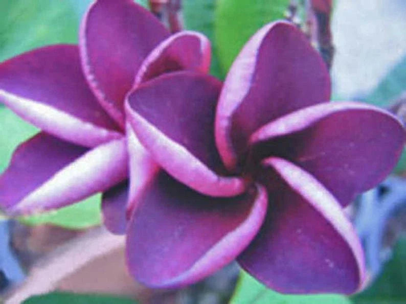Purple Plumeria Seeds - 5 Perennial Flower Seeds - Frangipani - US Seller