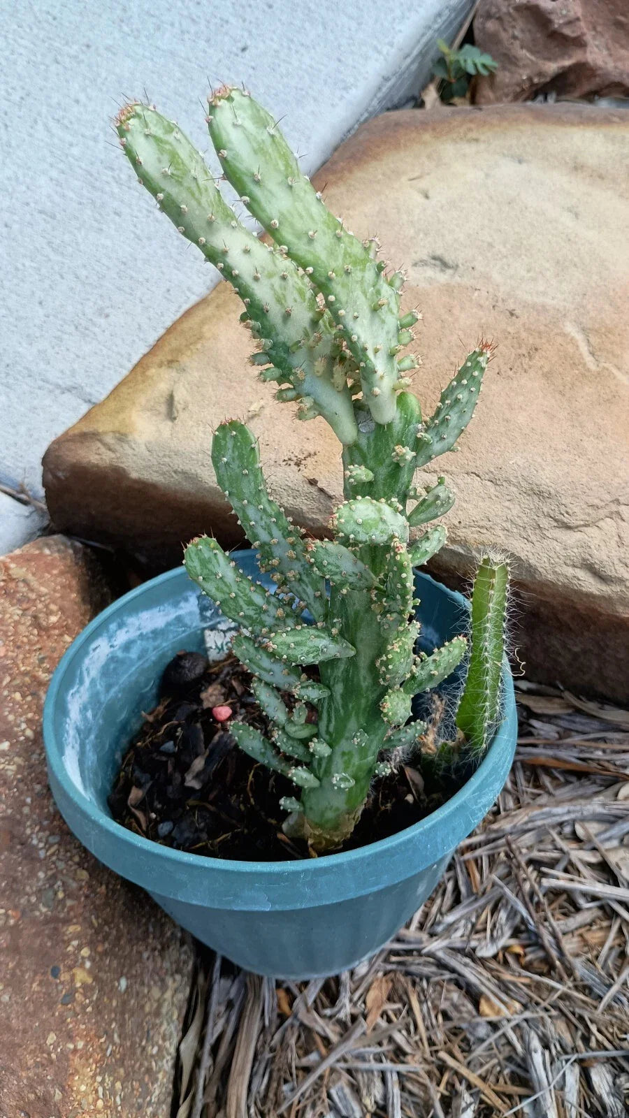 Variegated Joseph's Coat Cactus 4-6" Rooted - Opuntia monacantha Variegata
