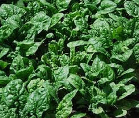 Giant Noble Spinach Seeds - Organic Heirloom Variety - Sweet Flavor - Non-GMO - Spinacia oleracea