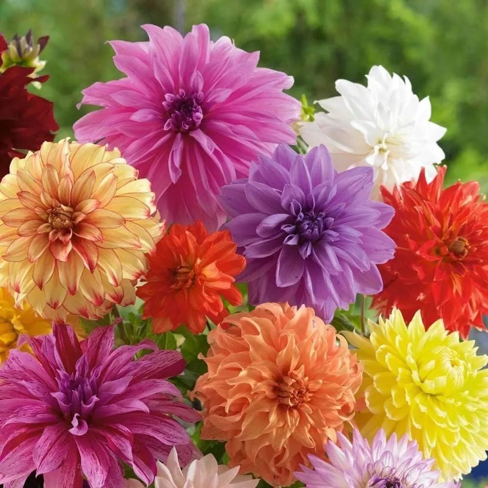 Mixed Dinnerplate Dahlia Bulbs - 3 Large Tubers - Assorted Colors - Dahlia ‘Dinnerplate’
