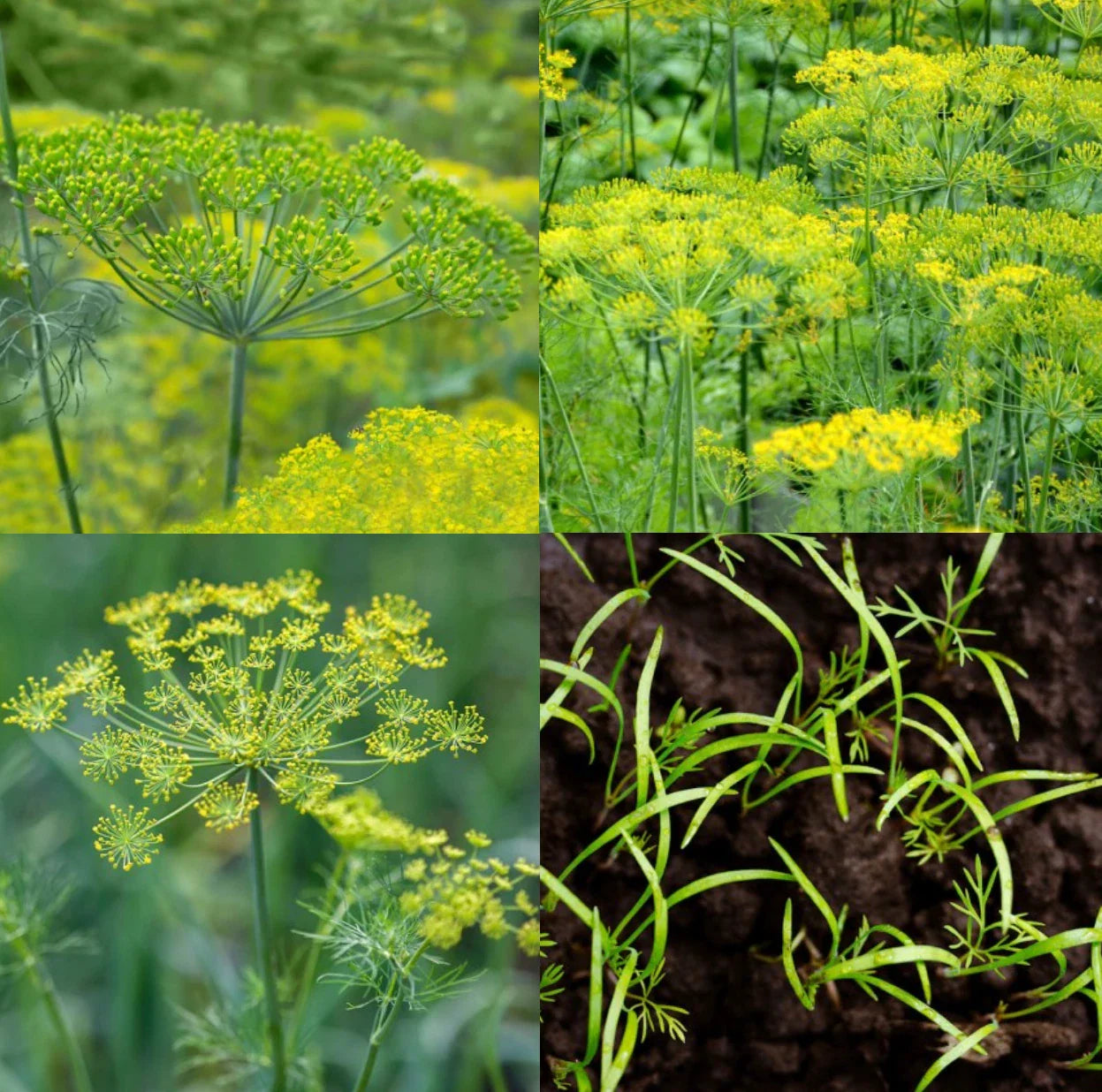 Dill Seed Mix - Non-GMO 500 Seeds - Dukat, Bouquet & Mammoth Butterfly Host Plant - Anethum graveolens