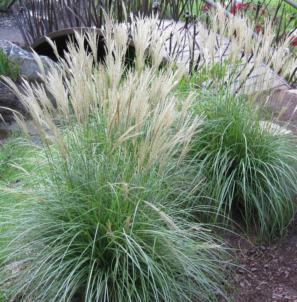 Large Adagio Maiden Grass Plant Clump - LIVE Fully Rooted Perennial (Miscanthus sinensis 'Adagio')