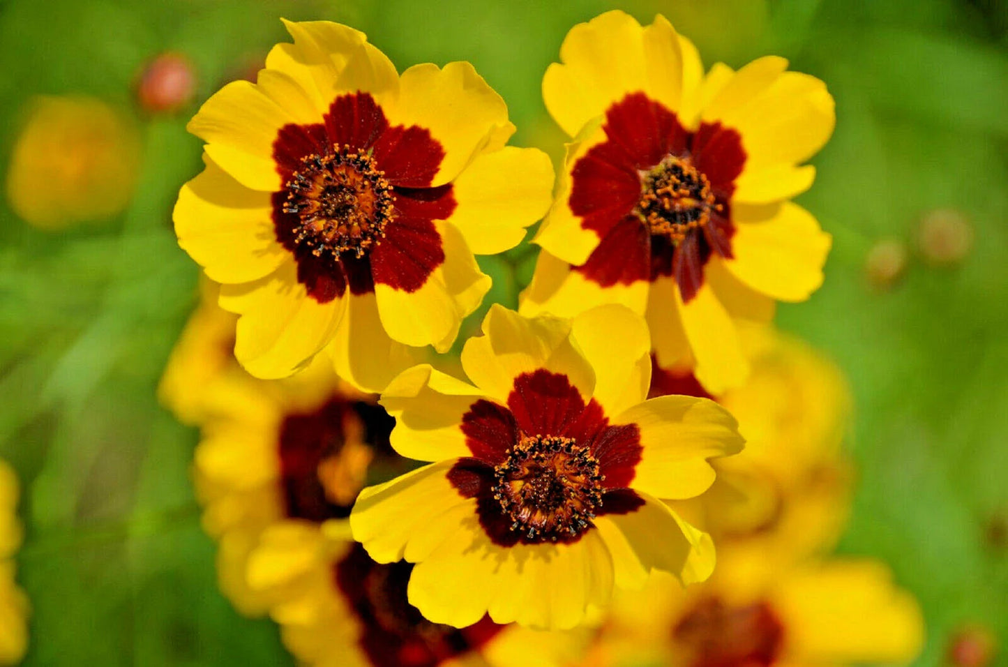 Dwarf Plains Coreopsis Seeds - 2000+ Edible Medicinal Wildflower Seeds | Native Tickseed (Coreopsis tinctoria)