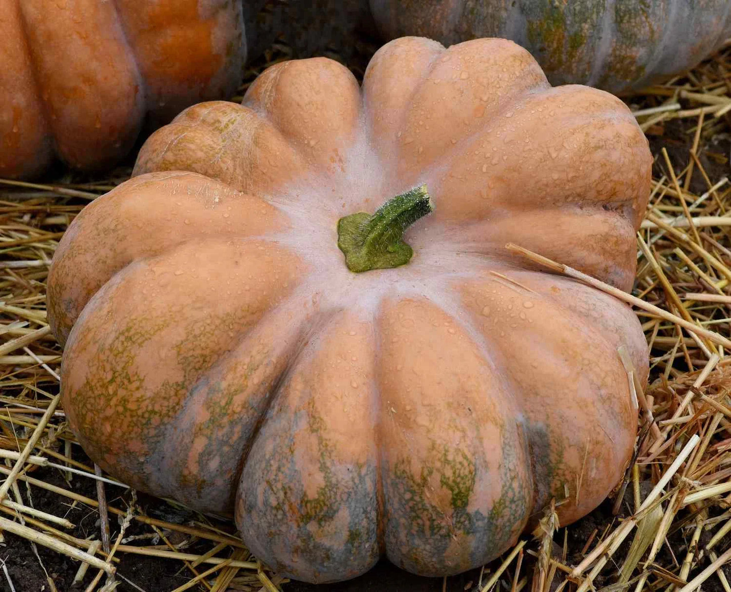 Fairy Tale Pumpkin Seeds, Musque de Provence, NON-GMO Heirloom, Organic Gardening, Seed Pack