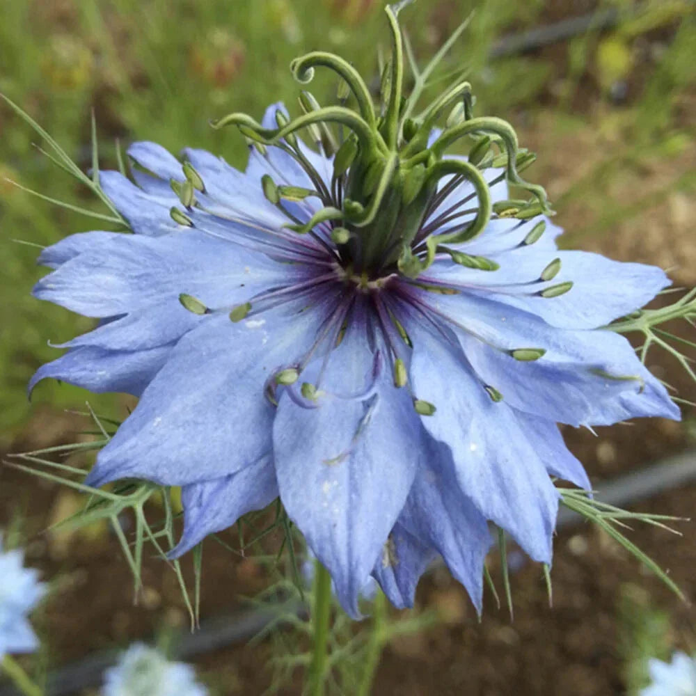 Nigella Seeds - 'Miss Jekyll Mix' - 25 Premium Flower Seeds - Love-in-a-Mist (Nigella damascena)