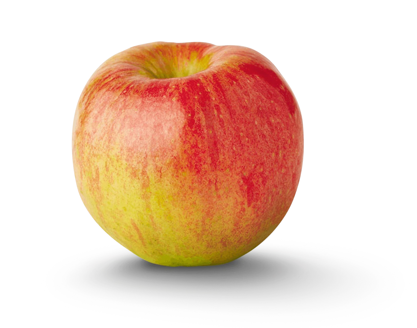 Dwarf Apple Tree Cuttings - 12 Organic Live Grafting Scions - Ideal for Rooting - Malus domestica