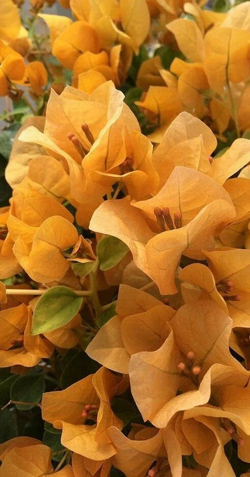 Topaz Gold Bougainvillea Starter Plant | Live Plug Plant | Well Rooted | USA Seller