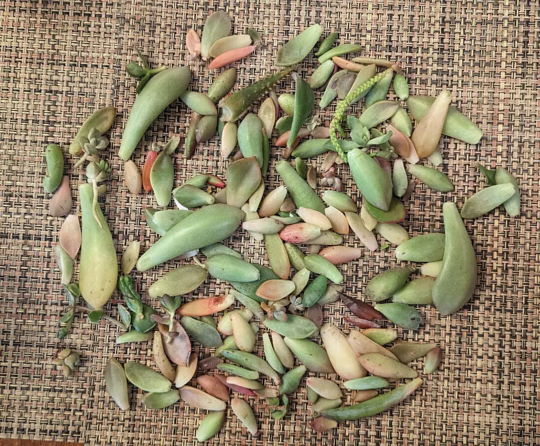 Succulent Leaves for Propagation - 1/2 LB - 25+ Varietals, 5 Rare Varieties - Ideal for Gardening and Plant Lovers
