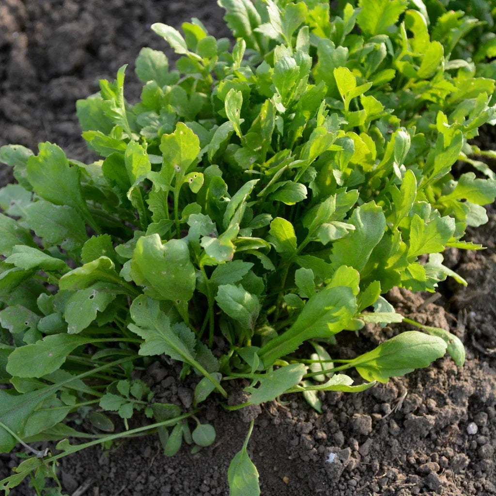 Curled Cress Seeds - 1000+ Count - Non-GMO Heirloom for 2025 Planting - Lepidium sativum - USA Garden