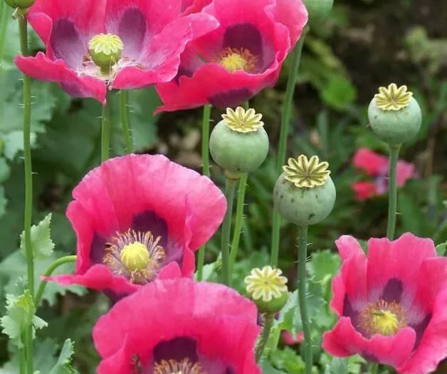 Exotic Poppy Seeds for Planting, 200 Seeds Packet, Easy to Grow, Papaver somniferum