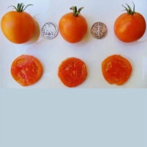 Jaune Flammee Tomato Seeds - 25 Count - Chef Favorite - 2023 Harvest - Heirloom Variety