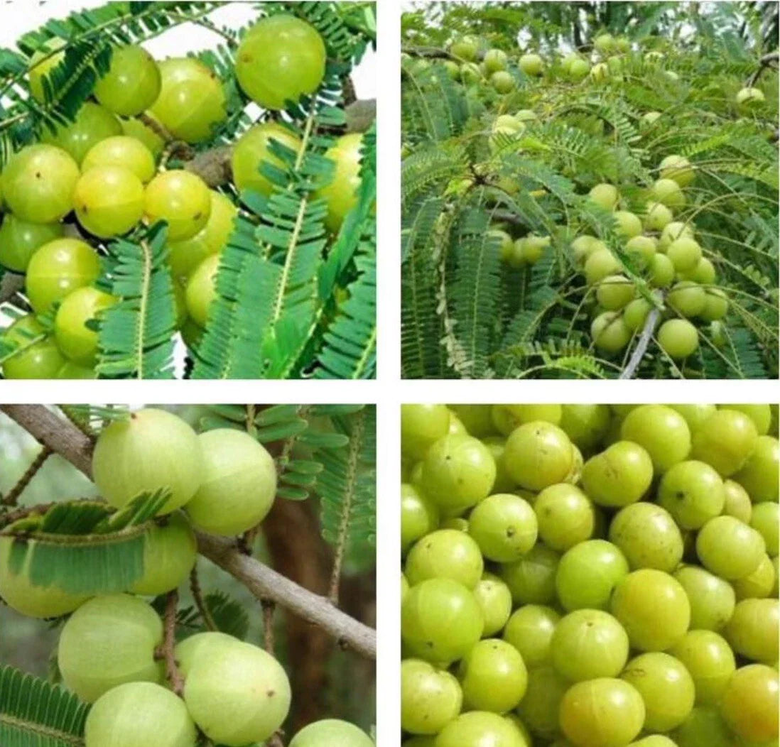 10+ Seeds - Indian Gooseberry, Amla - Phyllanthus Emblica Tree Seeds for Planting