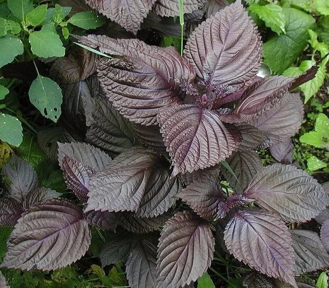 Purple Shiso Seeds, NON-GMO, Perilla Japanese Basil, Red Mint, Variety Sizes - Perilla frutescens