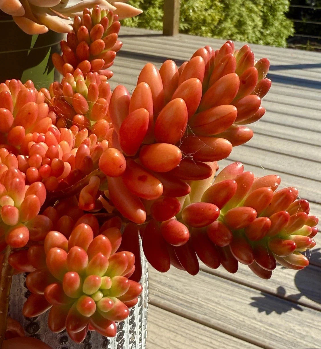 Sedum Rubrotinctum Aurora Pink Jelly Bean Variegated Live Succulent Cutting - Rare Houseplant for Home Decor