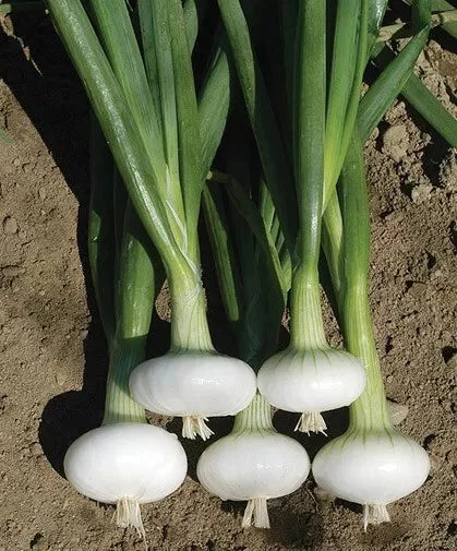 Cipollini Onion Seeds - 200+ Heirloom Organic Yellow Sweet Seeds - NON GMO - Perfect for Home Gardening