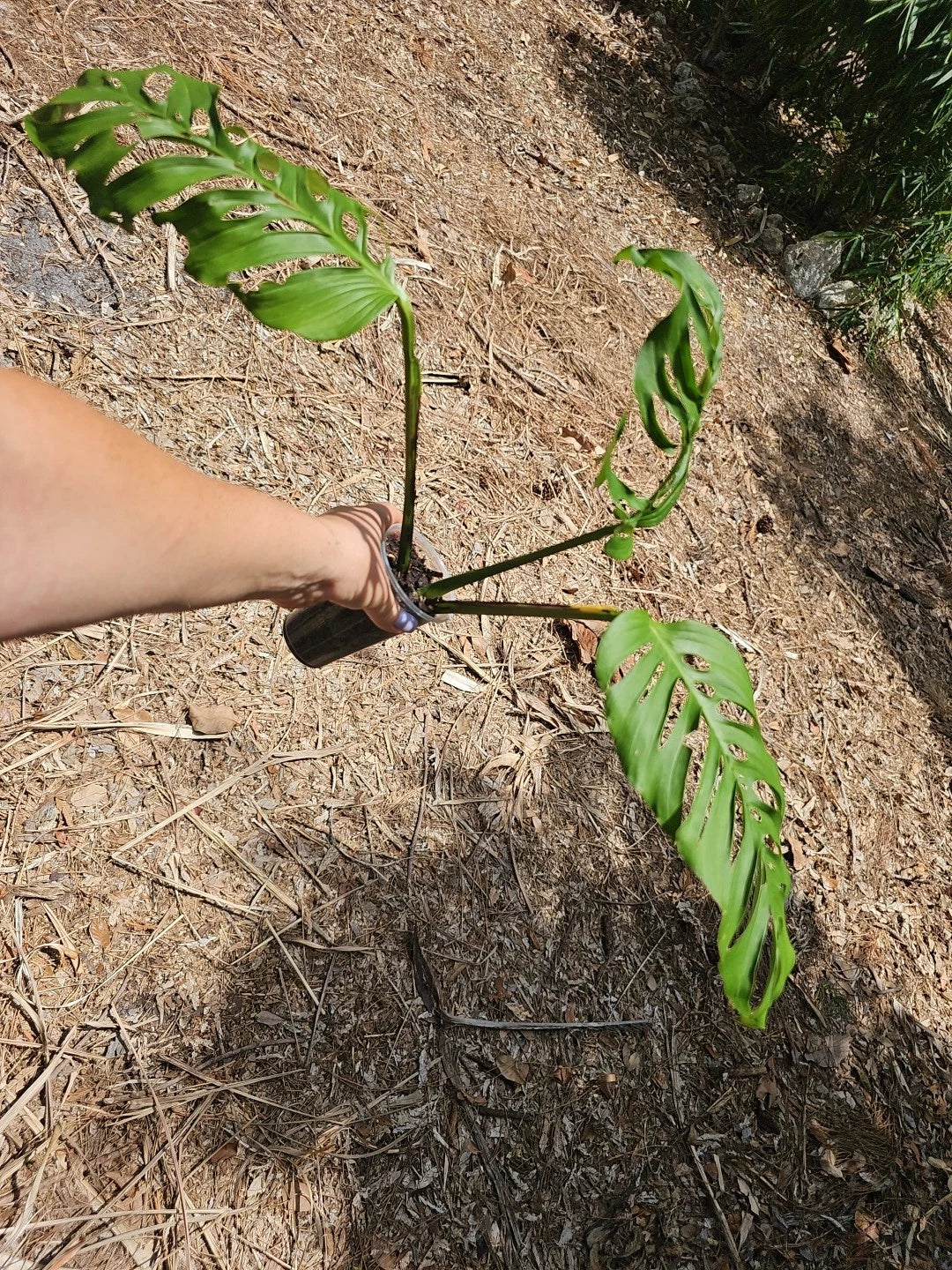 Monstera Adansonii Live Plant - Large Matured Top Cutting in 3" Pot - Rooted Indoor Houseplant
