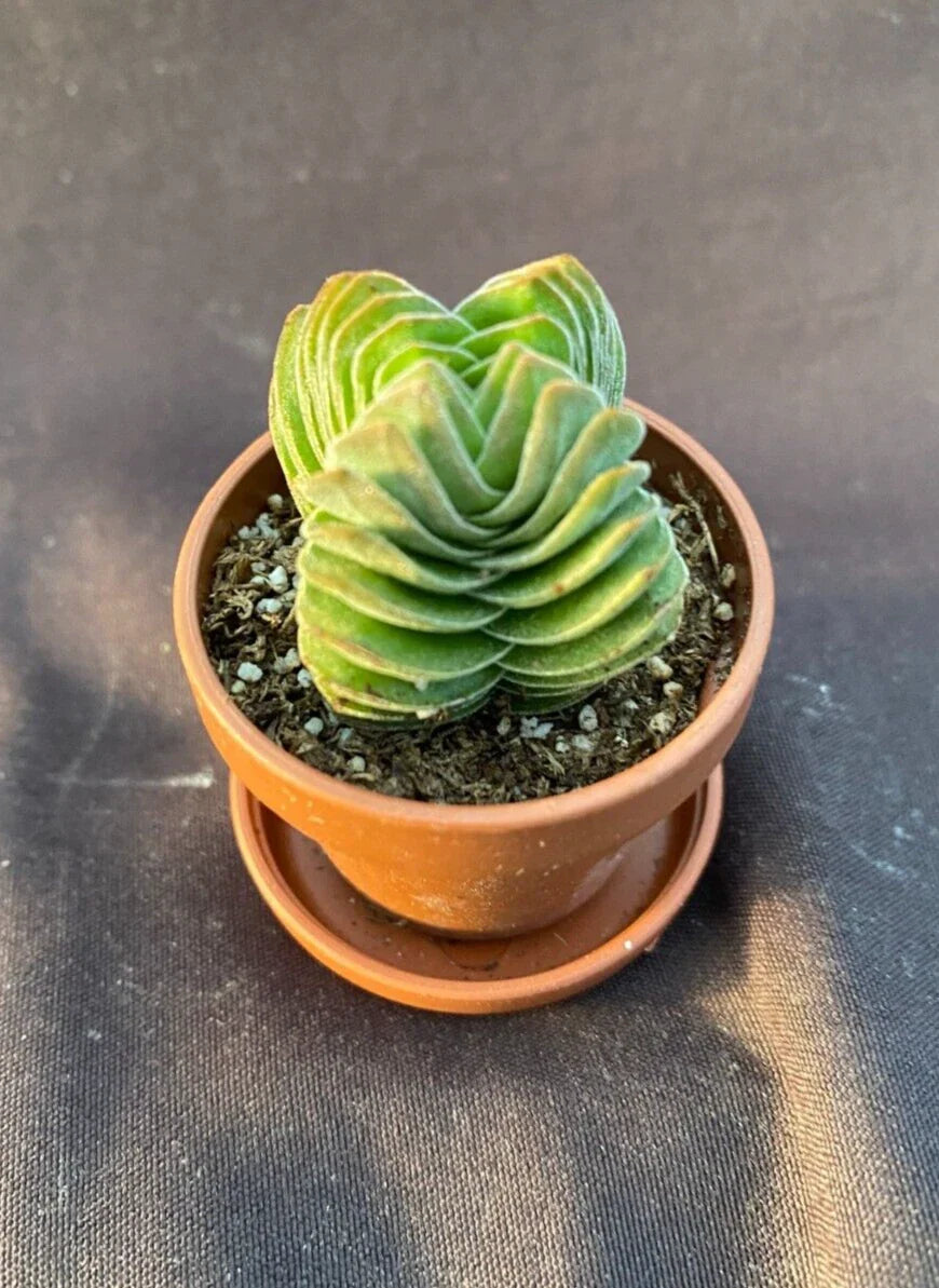 Crassula Buddha's Temple Tiny Rooted Plant in 1" Pot with Saucer - Succulent Houseplant for Indoor Gardening, Crassula perfoliata