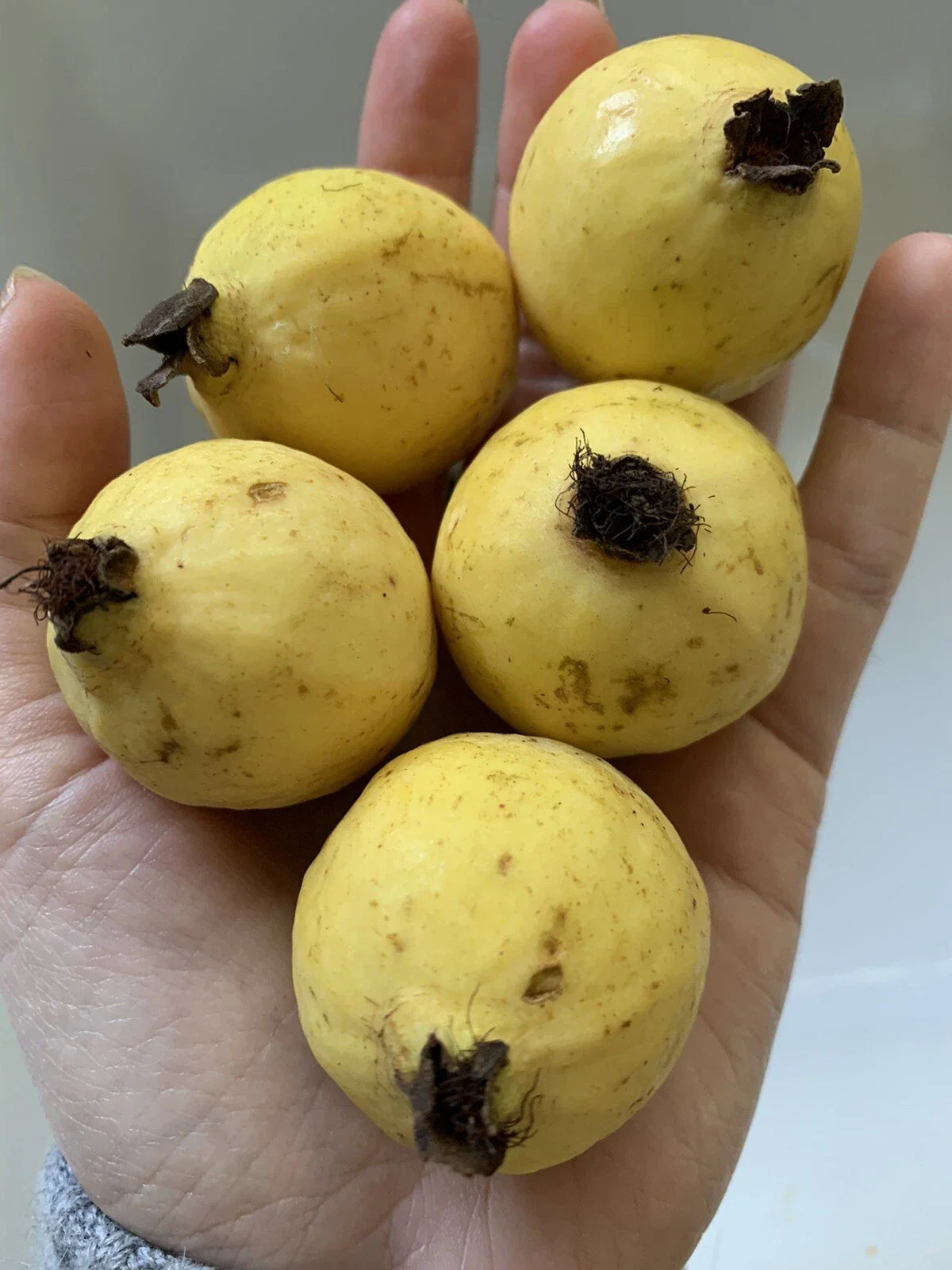 Mexican Guava Seeds - 25 Rare Yellow Organic Non-GMO Fruit Seeds for Sweet Garden Tree - Psidium guajava