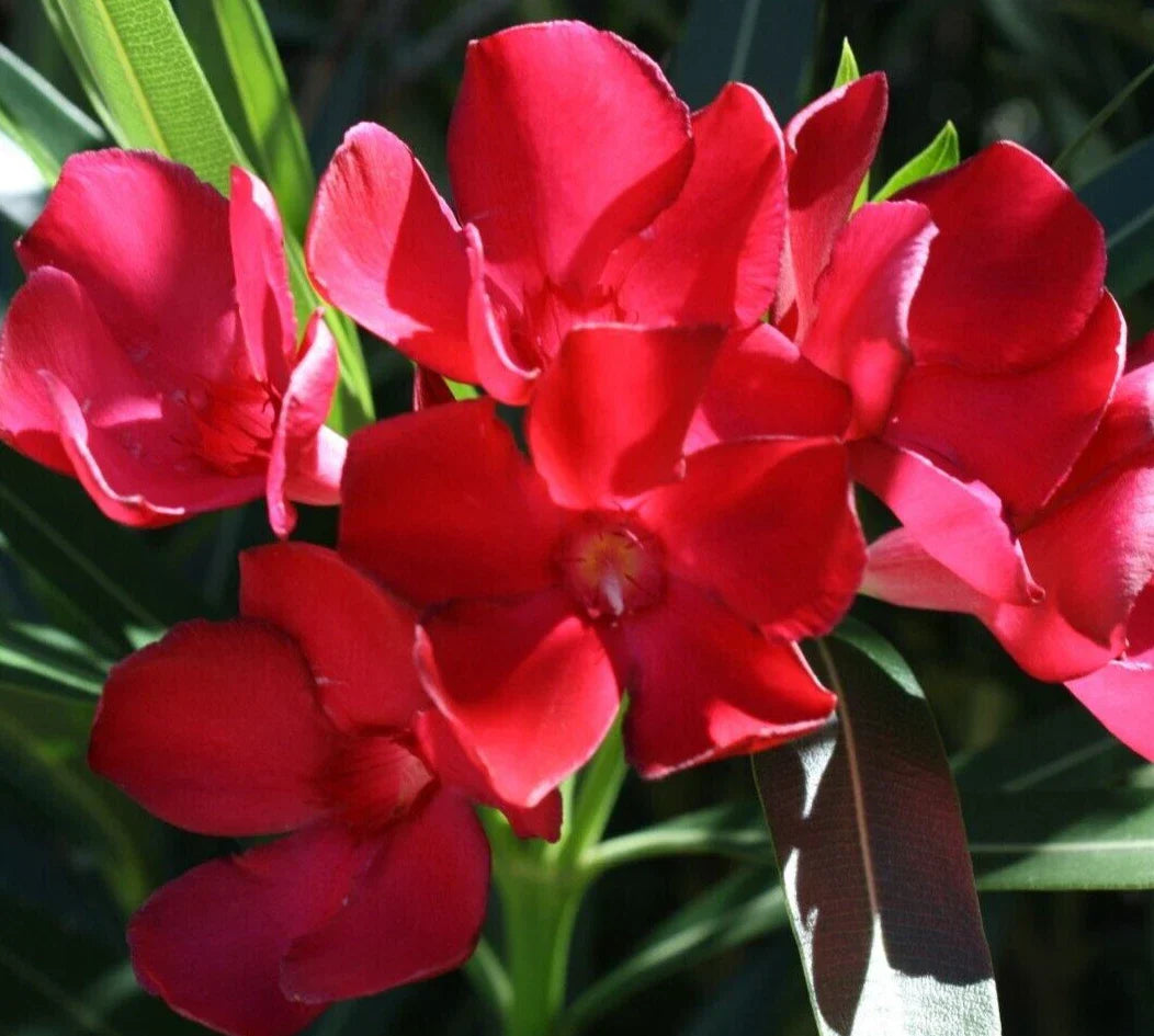 Oleander 6" Red Live Cuttings 7-Pack Nerium Oleander Bush Shrub Perennial