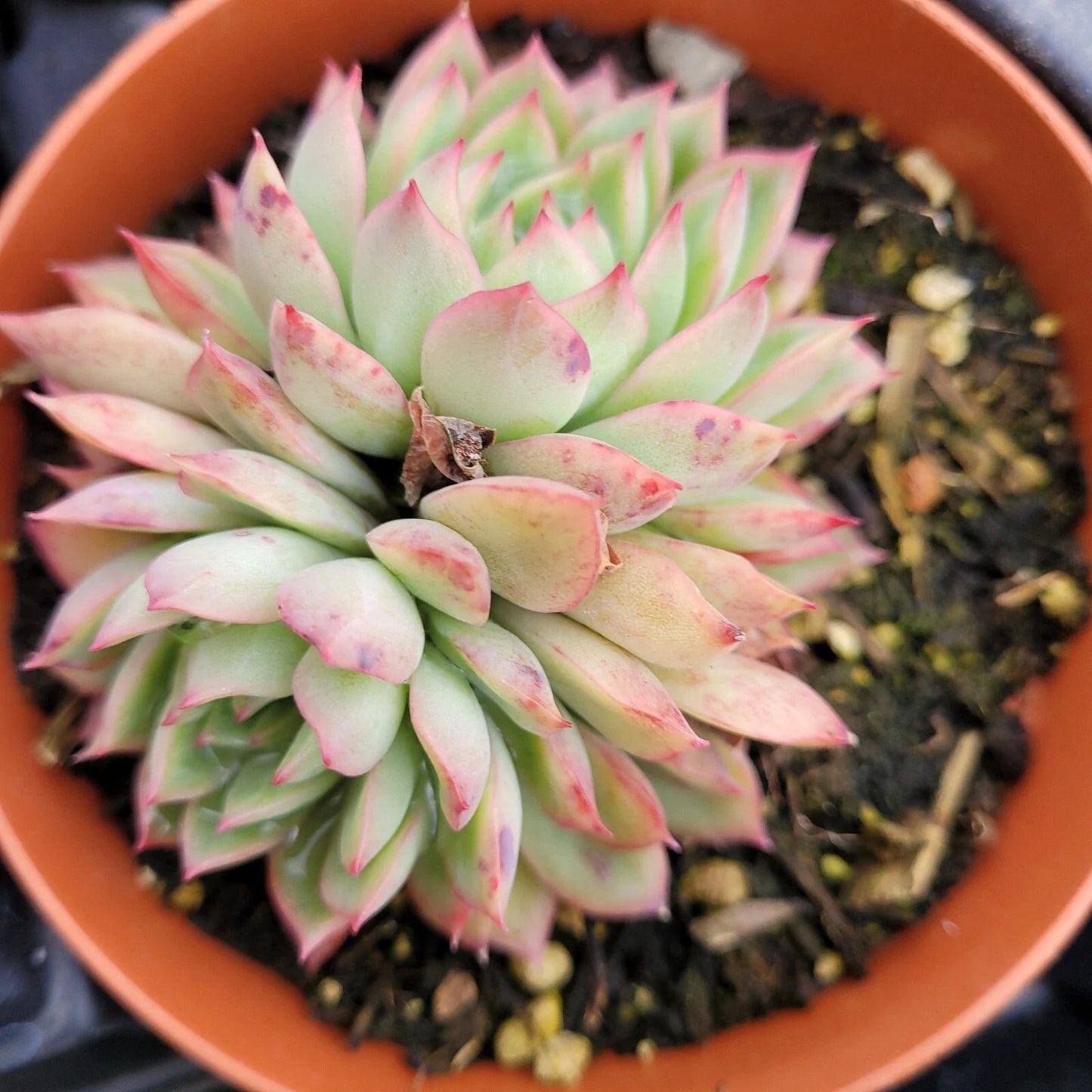 Echeveria Mebina Succulent Bare Root 4" - Rare Rosette Live Plant, Echeveria