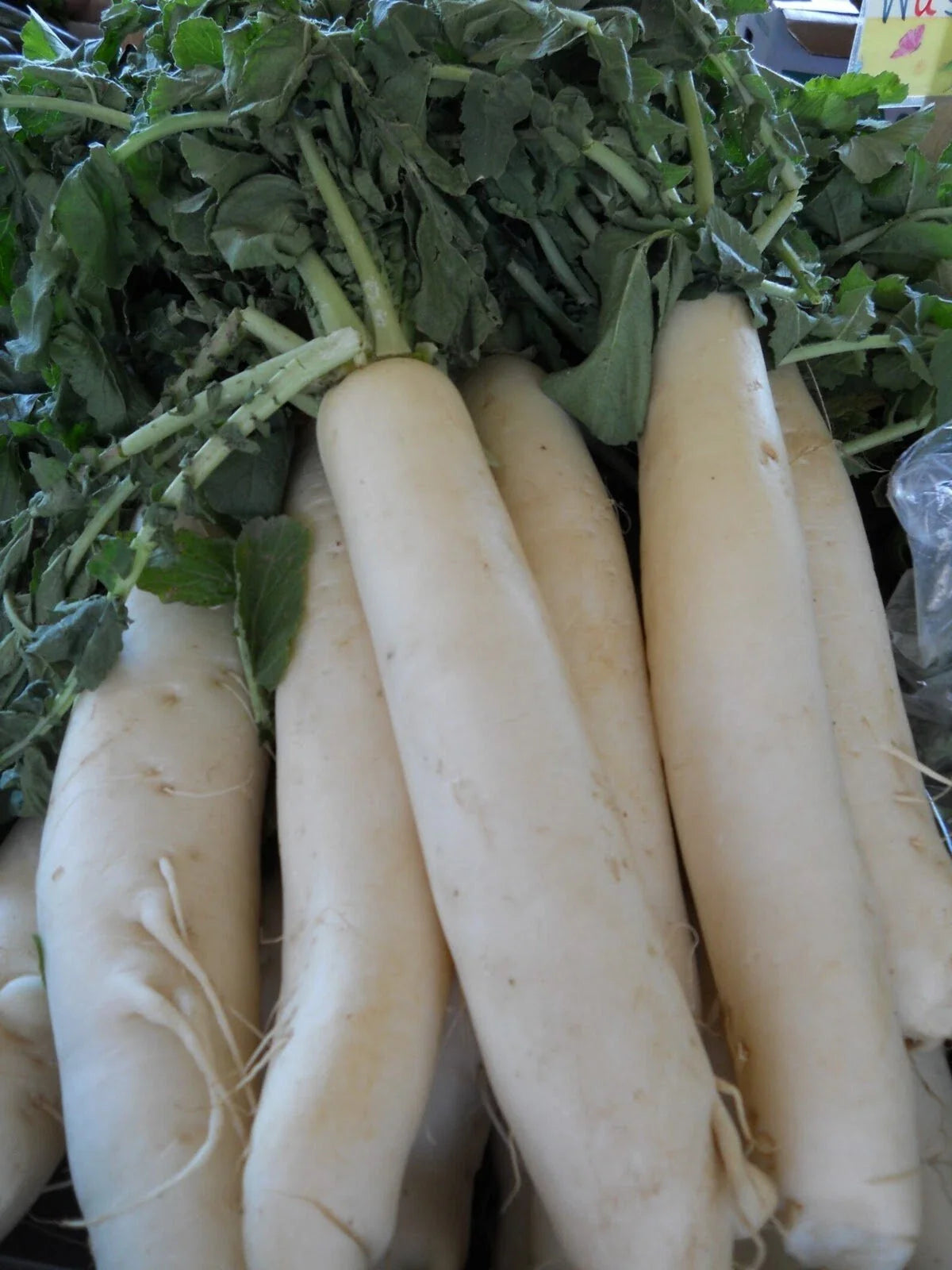 Daikon Radish Seeds - 1000+ Count - Japanese Minowase - Heirloom Organic NON-GMO - Vegetable Garden Seeds