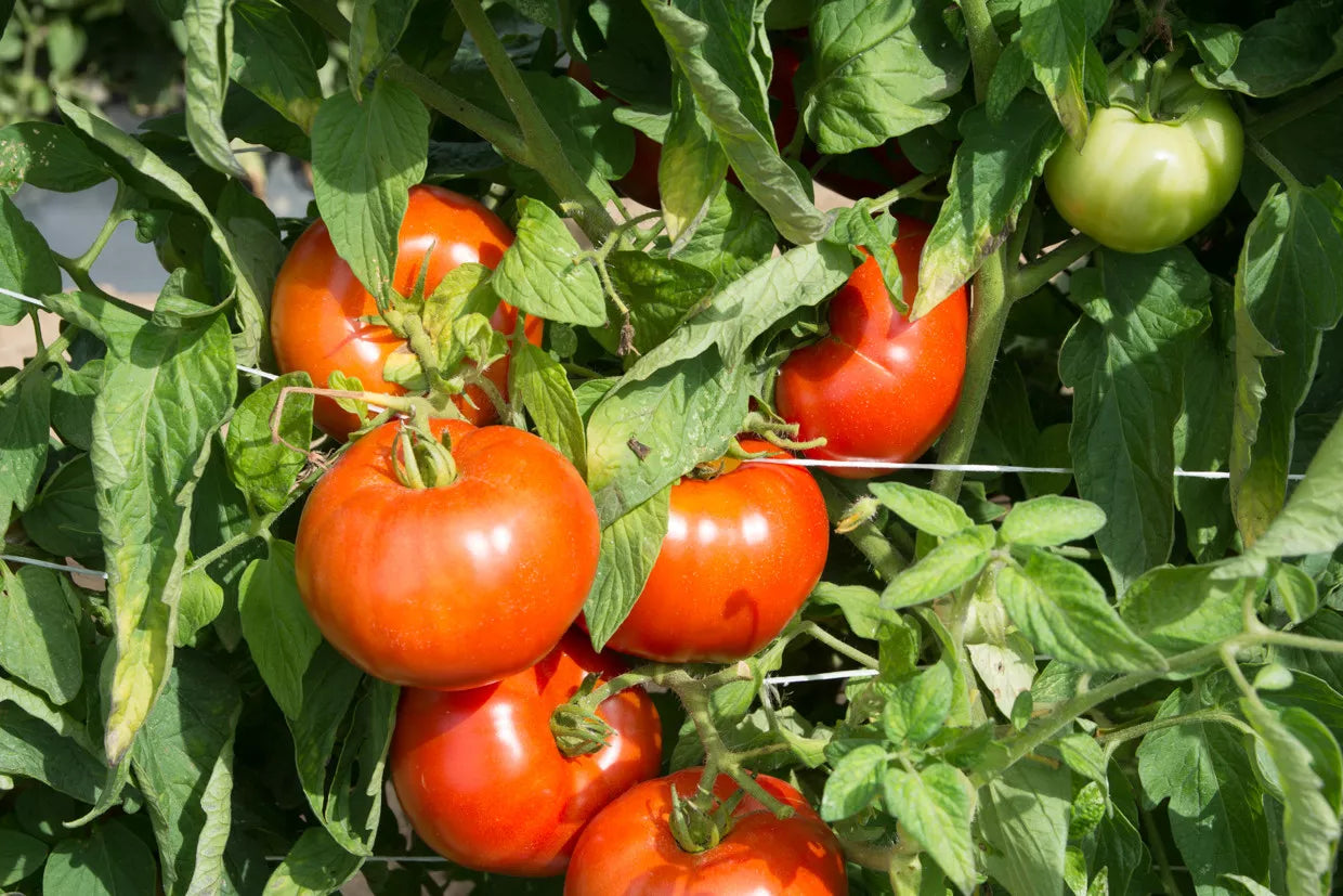Rutgers Tomato Seeds, NON-GMO, Jersey Variety, Available in Multiple Sizes, Solanum lycopersicum