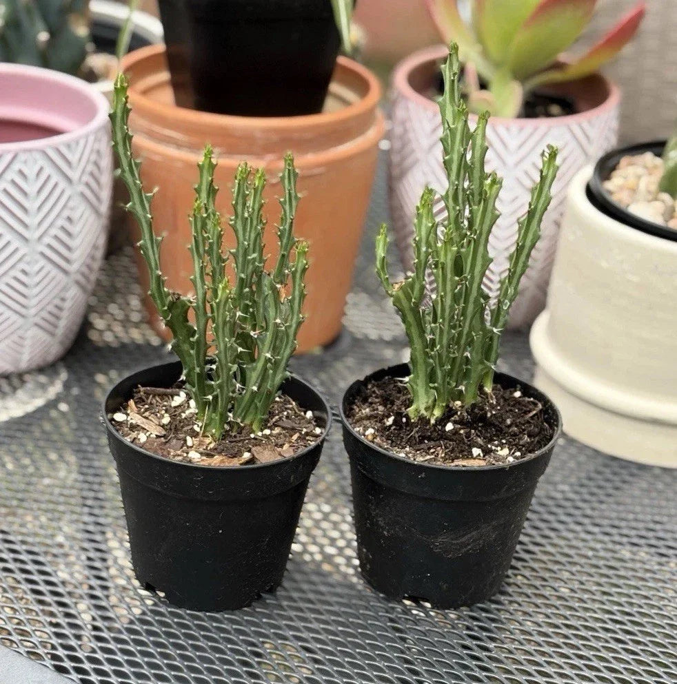 Euphorbia Knuthii Live Rooted Cactus Plant - Unique Succulent Variety - Ideal for Indoor and Outdoor Gardens