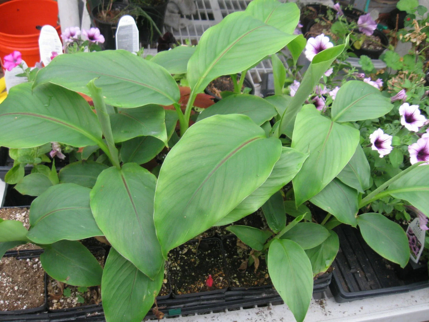 Cold Hardy Banana Plant - 4" Potted Basjoo Banana - Well Rooted Live Plant (Musa basjoo)