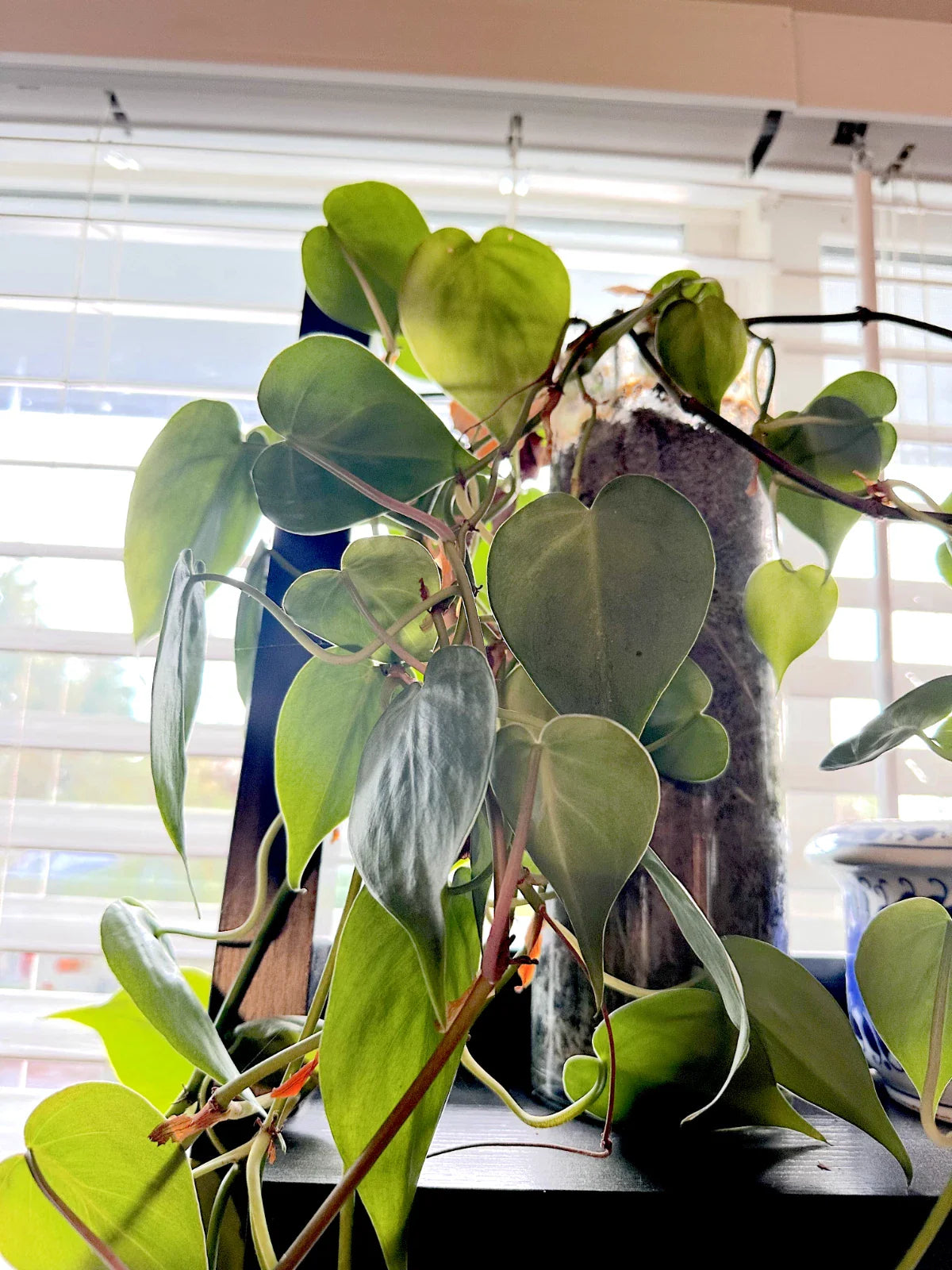 Heart Leaf Philodendron Cuttings - 10X Live Plant - Unrooted - Philodendron hederaceum
