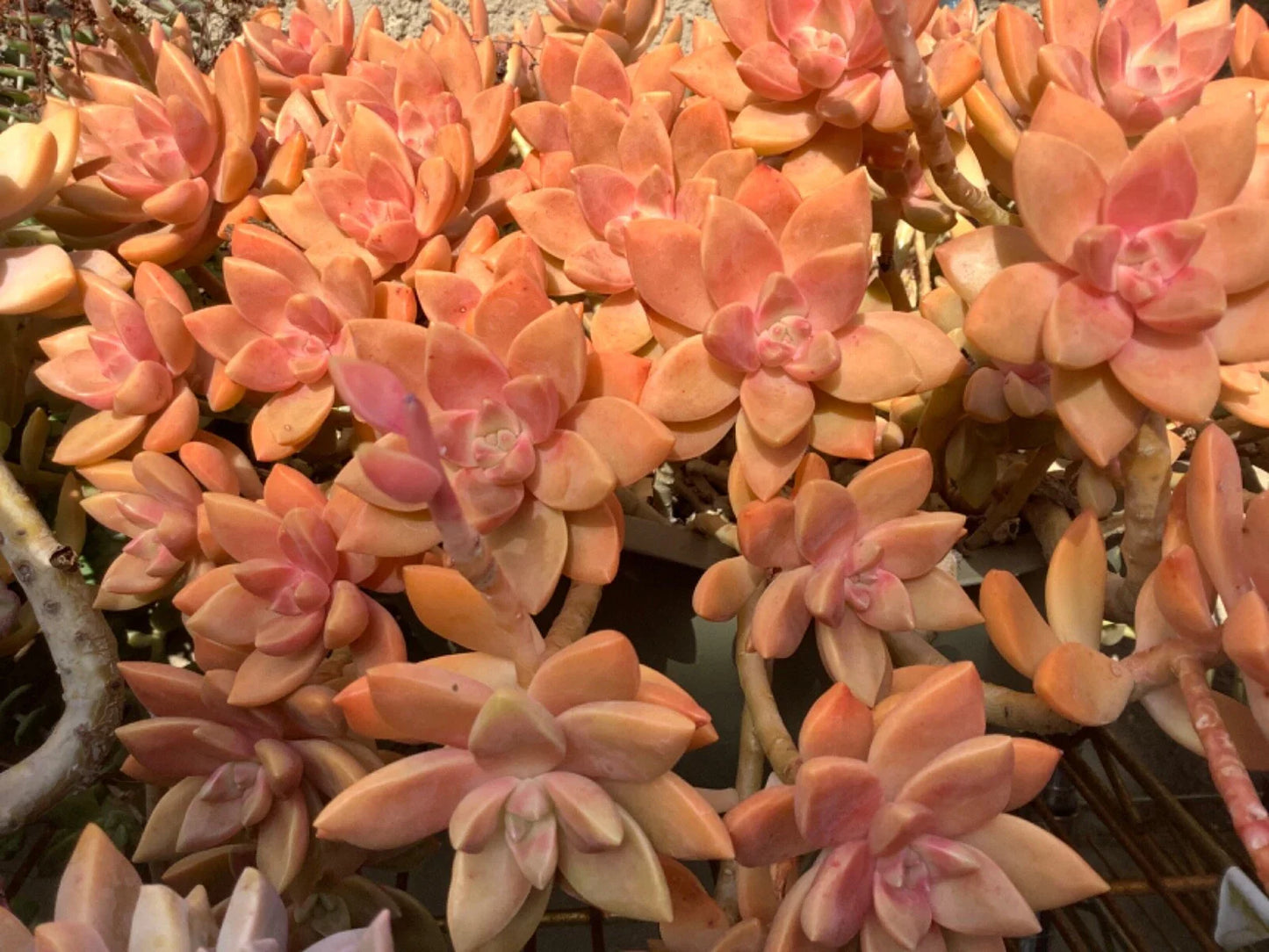 Graptopetalum Cuttings - 2 to 3 Inch - California Sunset Succulent - Grapto Sedum