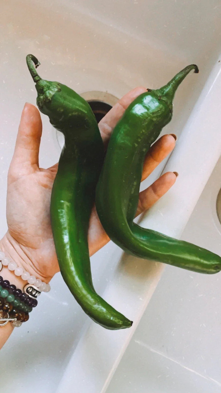 Texas Hatch Chile Pepper Seeds - 25 Non-GMO Organic Seeds for Home Gardening - Edible Garden Fruit