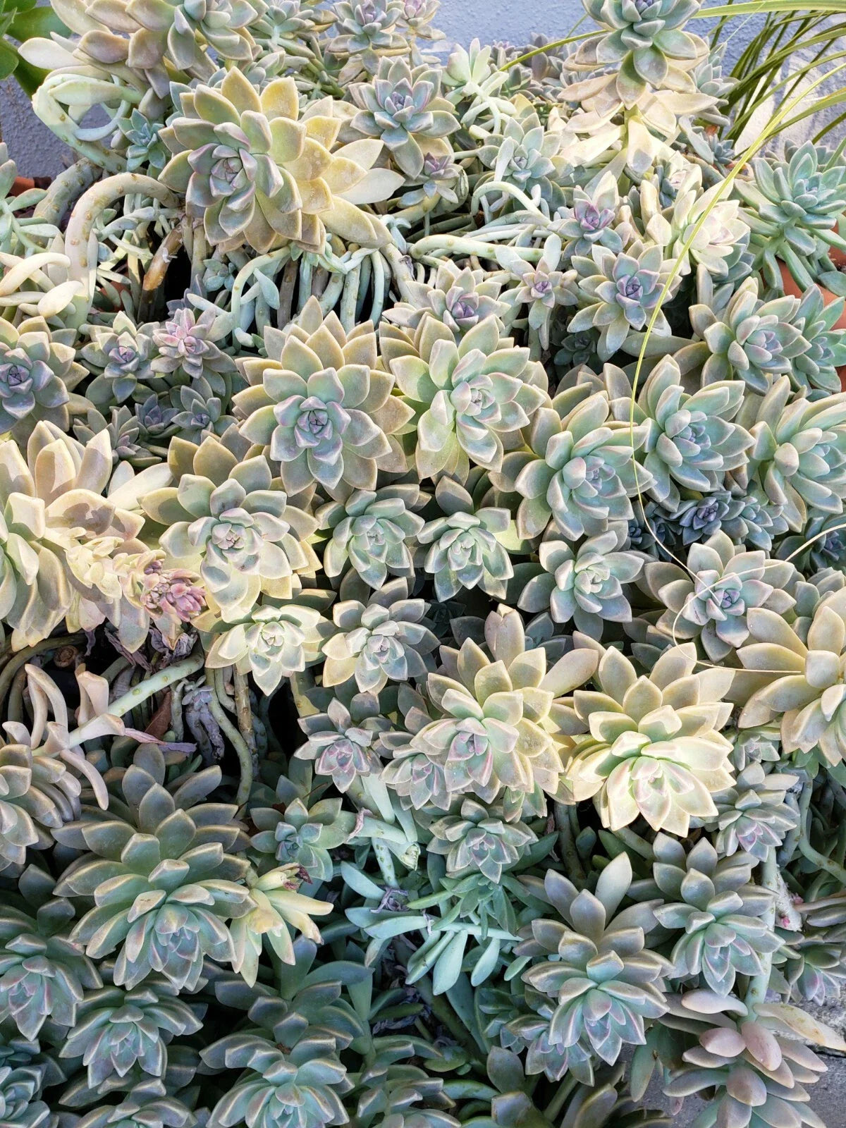 Ghost Plant & Darley Sunshine 8 Fresh Cuttings + Bonus Cutting + 10 Loose Leaves | Succulent Cuttings for Propagation