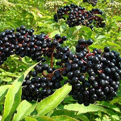 Elderberry Seeds, 50 Pack, Black Elderberry (Sambucus nigra) - Organic Berry Seeds for Gardening and Herbal Use