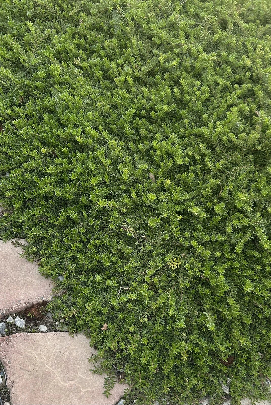 Creeping Boobialla Cuttings - 10 Myoporum Parvifolium Plants - Native Myrtle Ground Cover