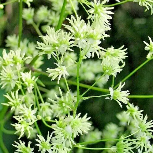 Tall Meadow Rue Seeds, 50 Count, White & Purple, Thalictrum dasycarpum, Hardy Perennial Plant