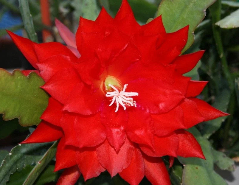 Epiphyllum Cuttings, Lothario Orchid Cactus, Don's Cuttings, Rare Variety, Perfect for Indoor Gardening