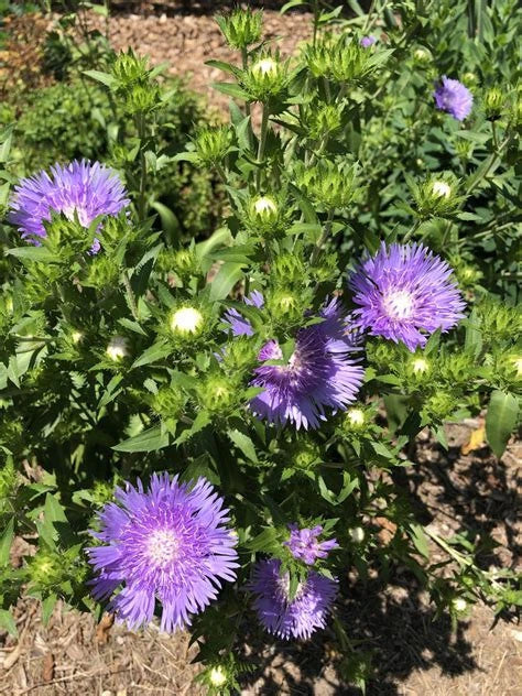 Stokes Aster Stokesia Laevis 'Alba' Live Bare Root Plant 12-24" Perennial Zones 5-9