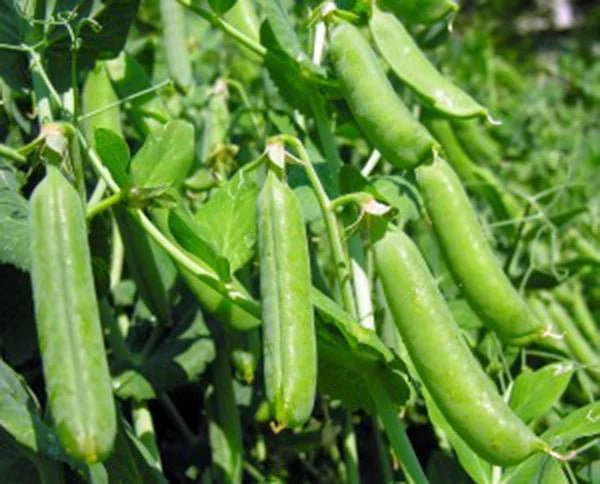 Heirloom Pea Seeds, 100+ Non-GMO Thomas Laxton Variety, Perfect for Garden, Pisum sativum