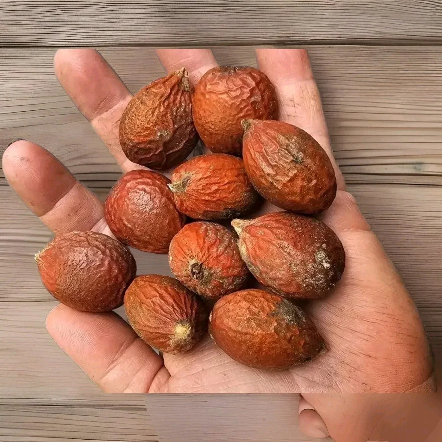 Sago Palm Seeds 10-Pack Float Tested Cycas revoluta Perennial Decorative Indoor Outdoor Planting