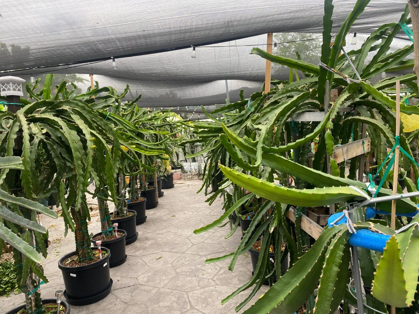 Dragon Fruit Cuttings - 8" - 12" - Multiple Varieties - Hylocereus spp.