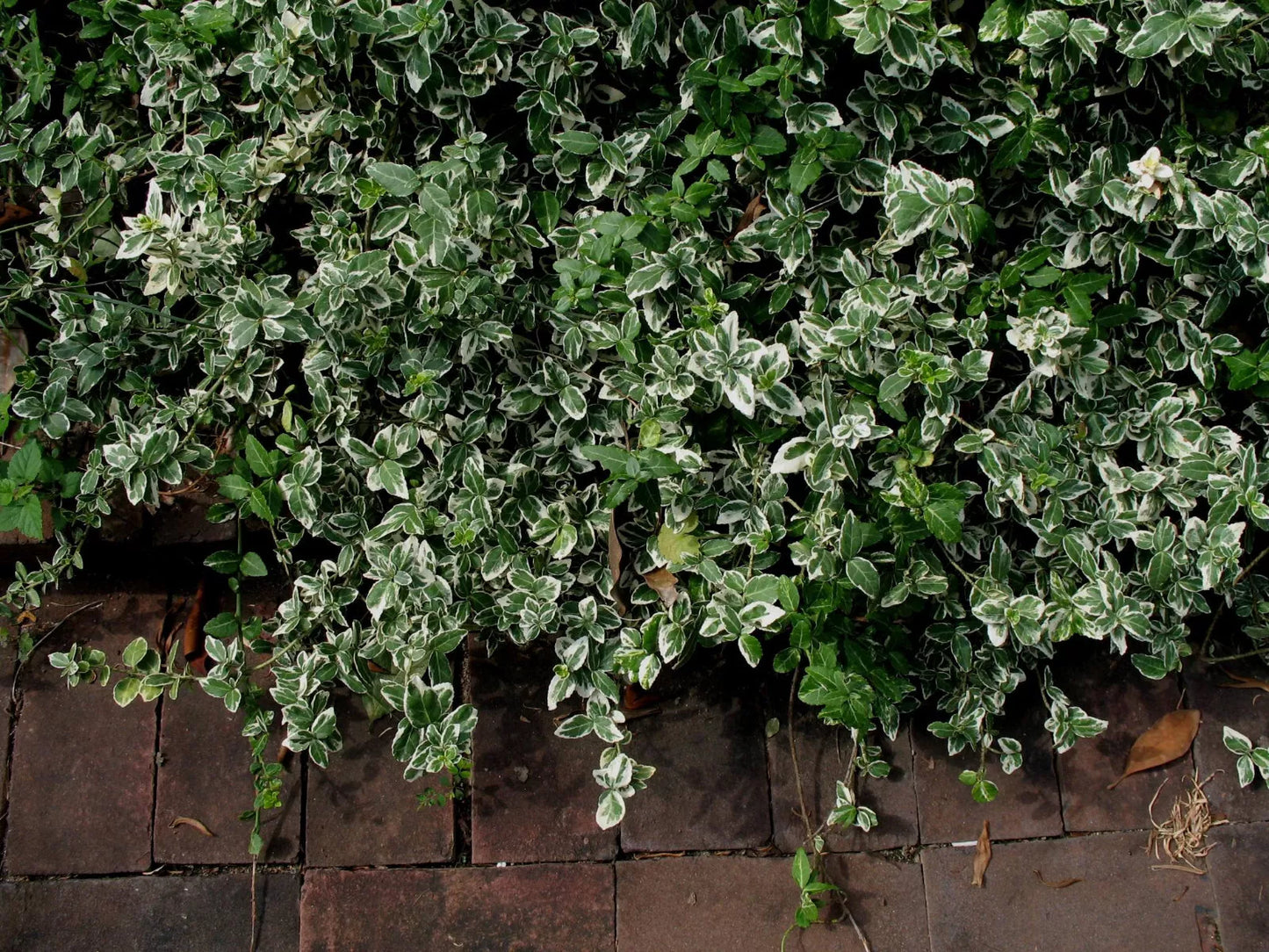 Blonde or Variegated Winter-Creeper Cuttings Set of 12, Euonymus fortunei, Non-Rooted Perennial Ground Cover/Vine