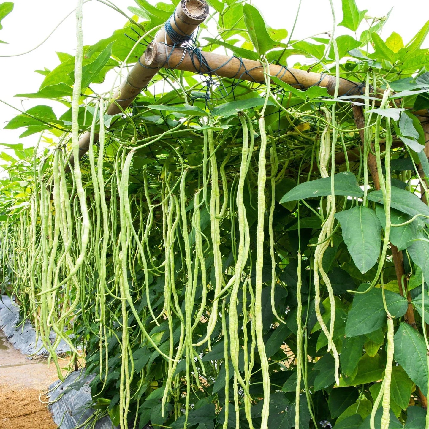 Cow Pea Seeds for Planting | 50+ Non-GMO Seeds | Made in USA, Ships from Iowa | Vigna unguiculata