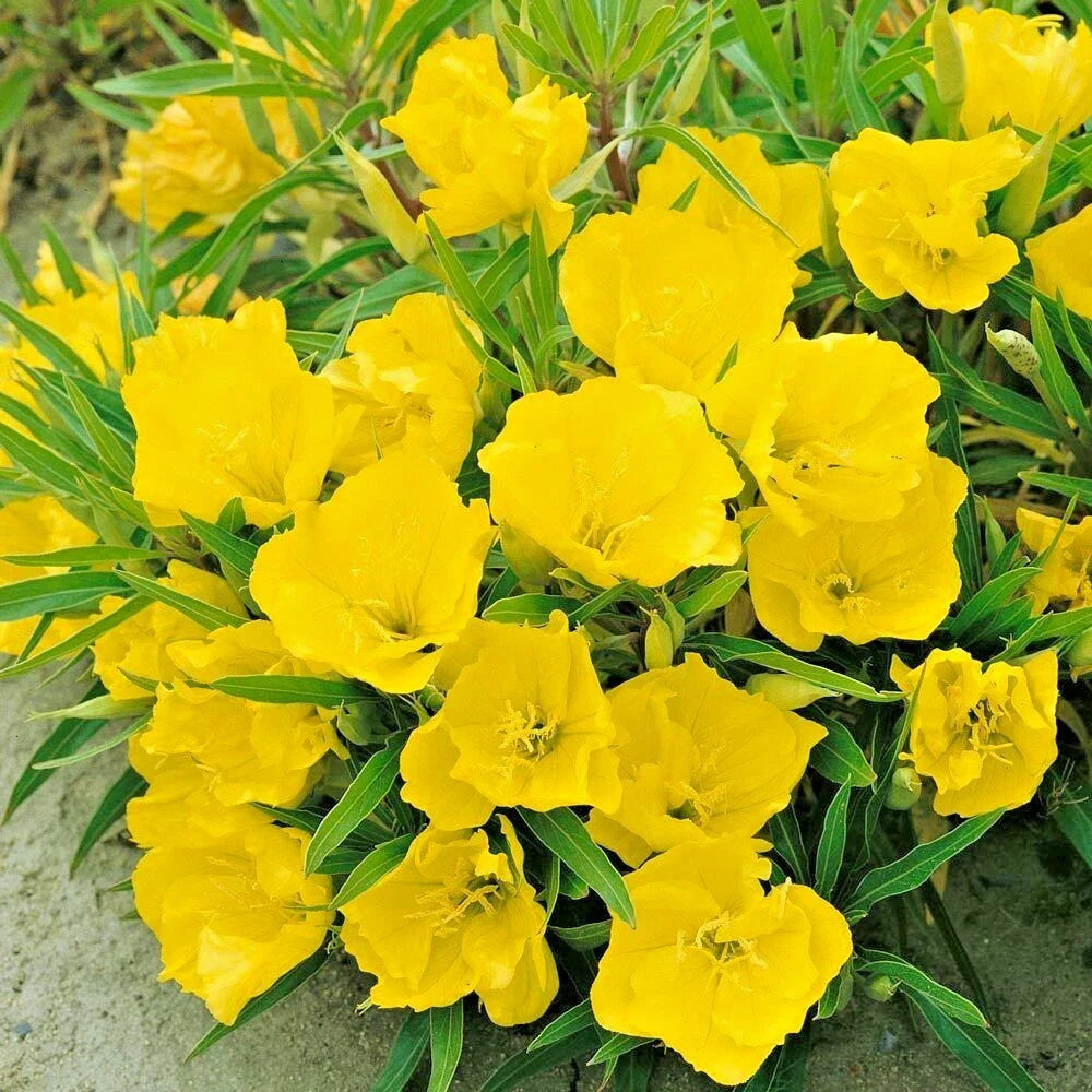 Dwarf Missouri Evening Primrose Flower Seeds - 200+ Drought-Tolerant Groundcover for Containers - Oenothera missouriensis