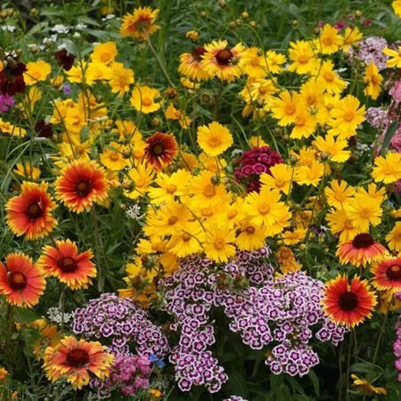 Kneehigh Wildflower Seeds - 200 Organic USA Seeds for Pollinators - Perfect for Gardens & Meadows