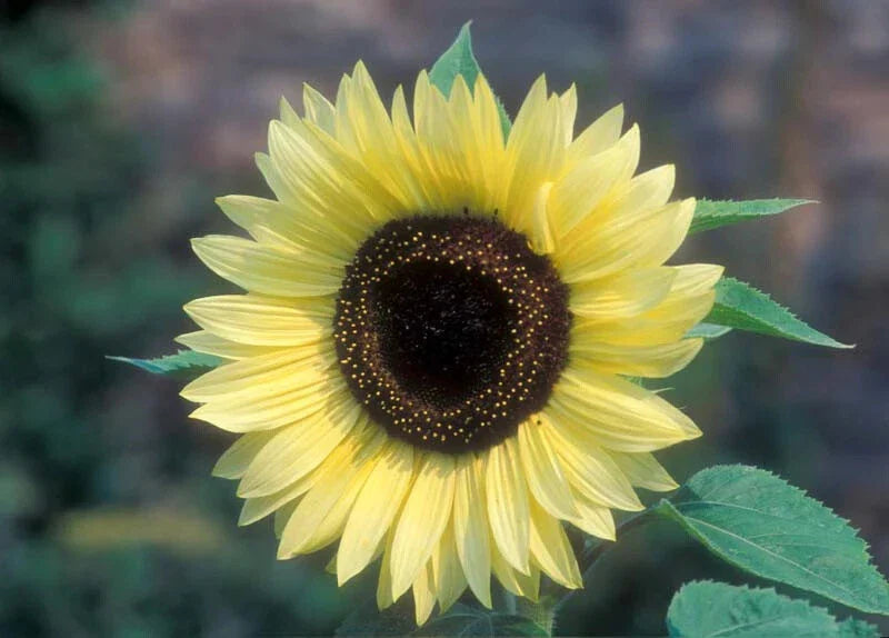 Valentine Sunflower Seeds - 25 Fresh Seeds - Helianthus annuus - Perfect for Gardens and Bouquets