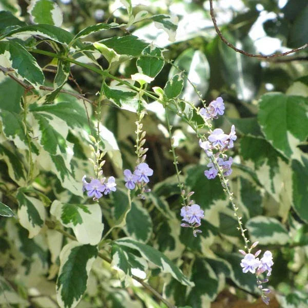 Duranta Variegata Variegated Sky Flower Shrub Bush Plant - 6 Cuttings - Pigeon Berry